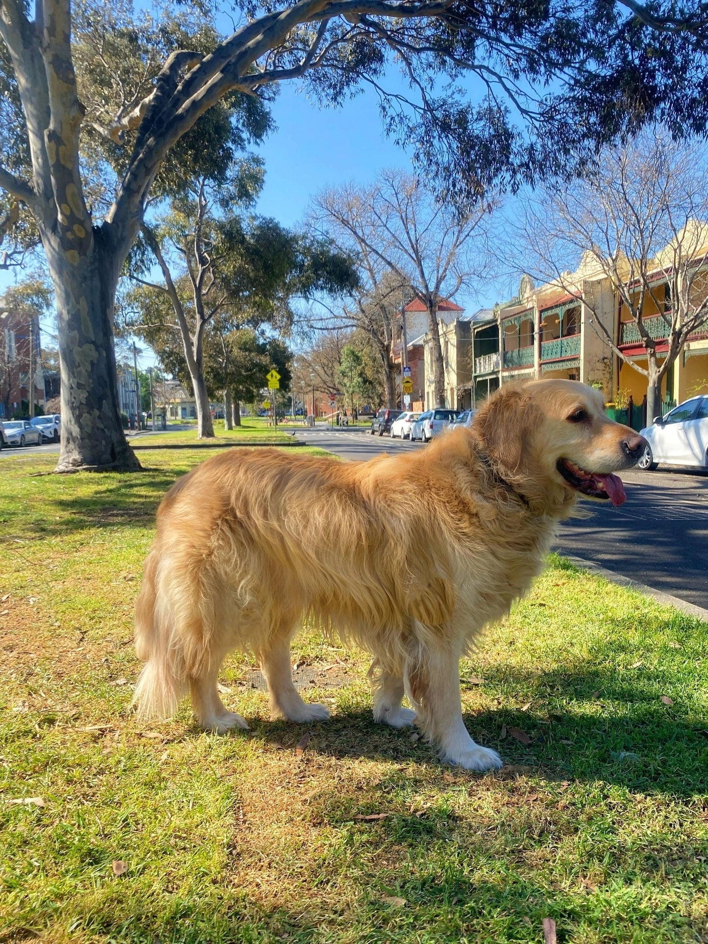 Wool Needle Felting Pet