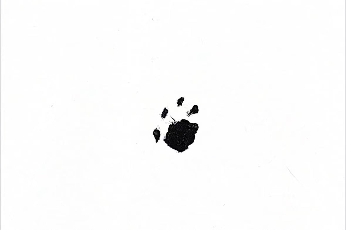 Digital Ink Paw Print