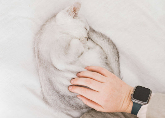 Pet Body Cold Storage Service